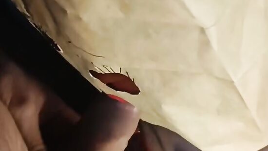 Очень Страшное Кино 